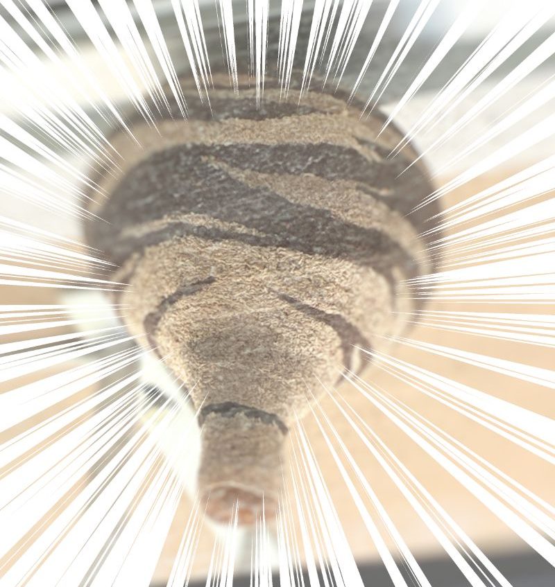 20260519_スズメバチの巣駆除1