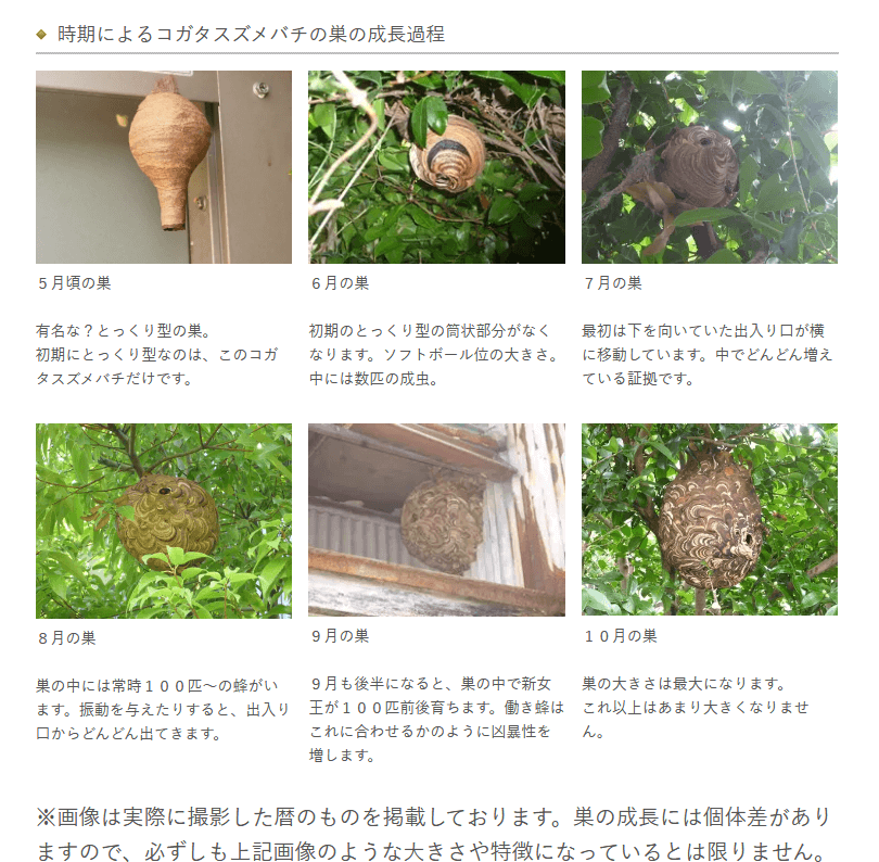 20260519_スズメバチの巣駆除2